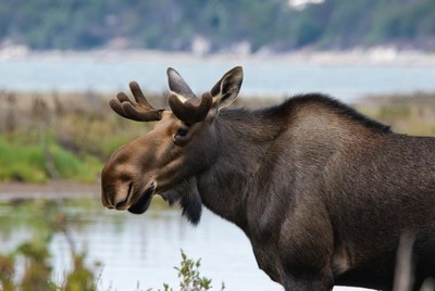 Moose near water in natural setting
