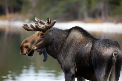 Moose near a calm lake