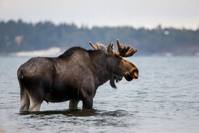 Moose standing in shallow water