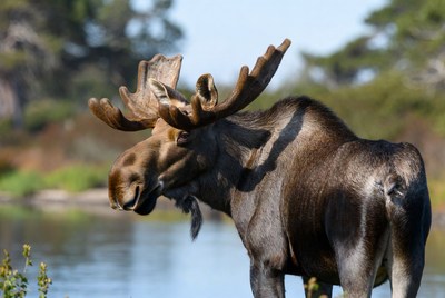 Moose near a quiet water body