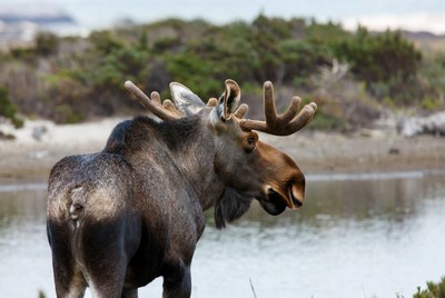 Moose by water in nature scene