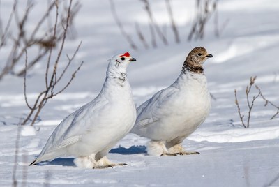 Snow birds walking in winter