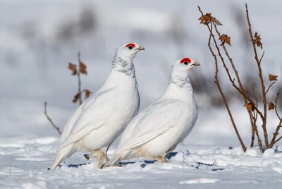 Snowy birds in winter landscape