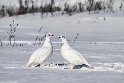 Snowy birds on winter ground