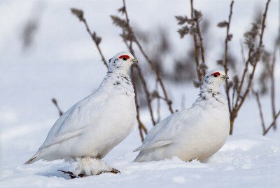 Birds in snowy landscape during winter