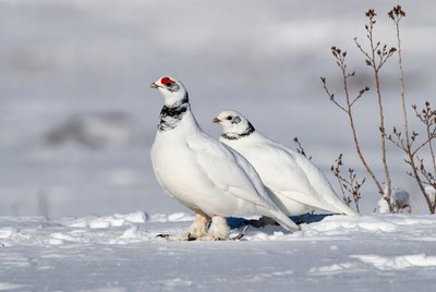 Birds in snowy habitat during winter