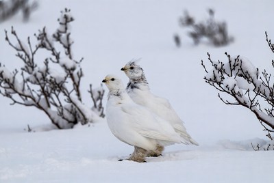 Snowy birds on a winter day