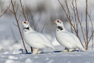 Birds walking on snow in winter