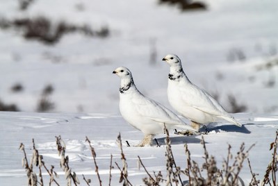 Birds walking in the snow