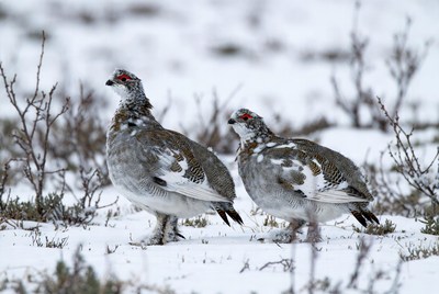 Snowy grouse in winter landscape
