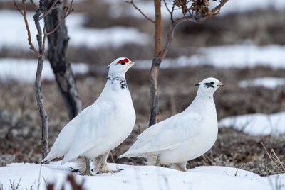 Two birds walking in winter snow