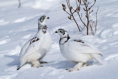 Two birds in snowy landscape