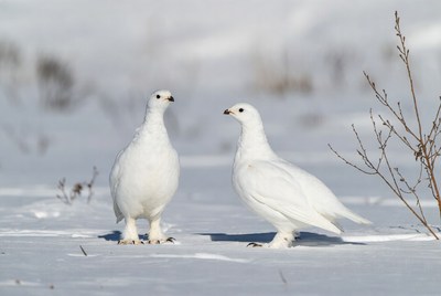 Two birds standing in snowy landscape