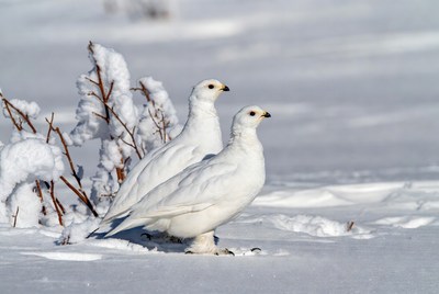 Birds in white snow landscape