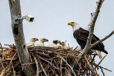 Bald eagle watches over nest in spring