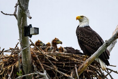 Eagle watches over its young