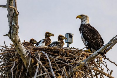 Bald eagle and young in nest