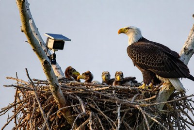 Eagles watch over their young in nest
