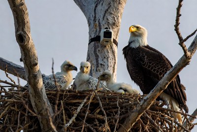 Bald eagle cares for eaglets in nest