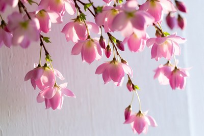 Pink flowers hanging in sunlight