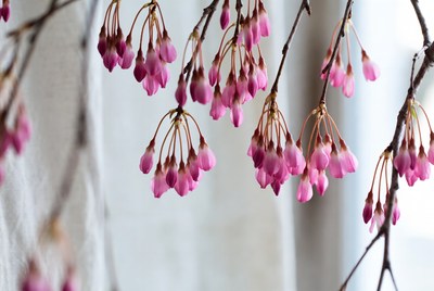Cherry blossoms bloom in spring light