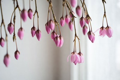 Cherry blossoms on display indoors