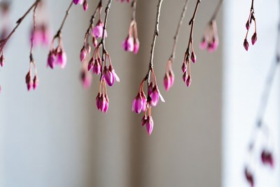 Pink buds on tree branches in springtime