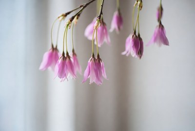 Blooming pink flowers hang down