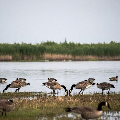 Geese foraging near the water