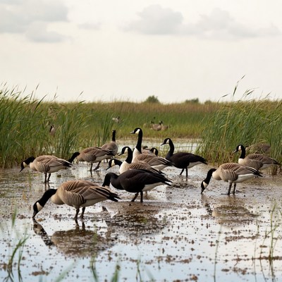 Geese feeding in wetland marsh