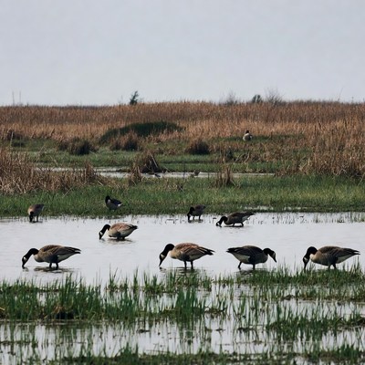 Geese foraging in wetland area