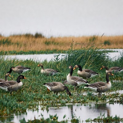 Geese gathering by the water