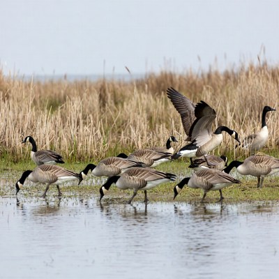 Birds gather near water in wetland