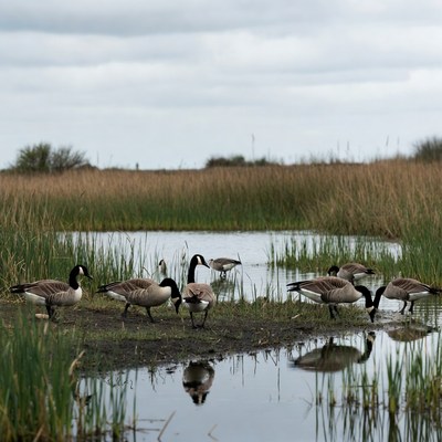Geese near water in wetland