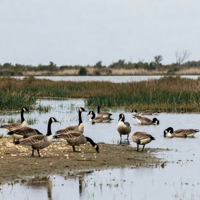 Geese gather by the water