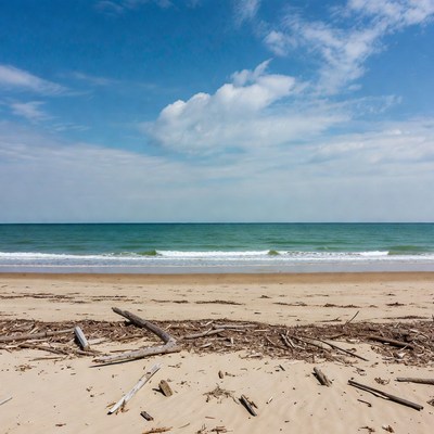 Ocean view with driftwood on beach