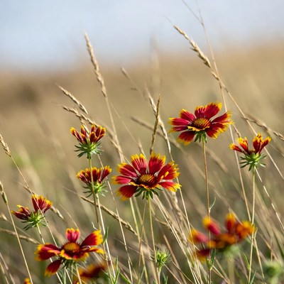 Wildflowers bloom in grassy field