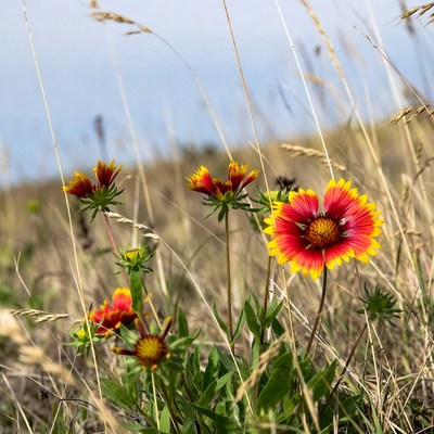 Colorful wildflowers in open field