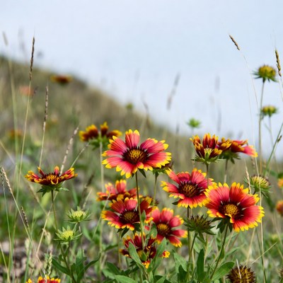 Wildflowers bloom on grassy hill