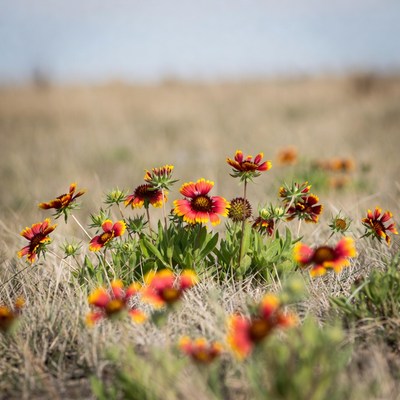 Colorful flowers grow in a field