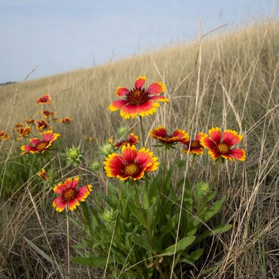 Colorful flowers blooming in a field