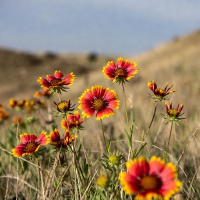Wildflowers bloom in the field under sunlight
