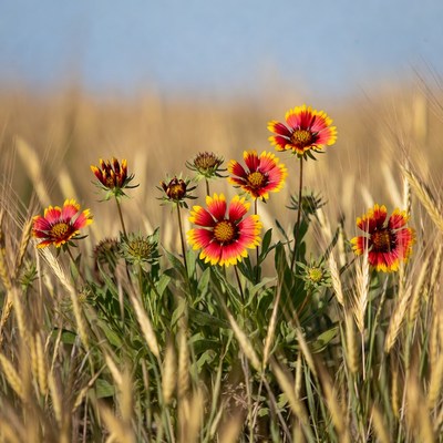Bright flowers stand tall in wheat field