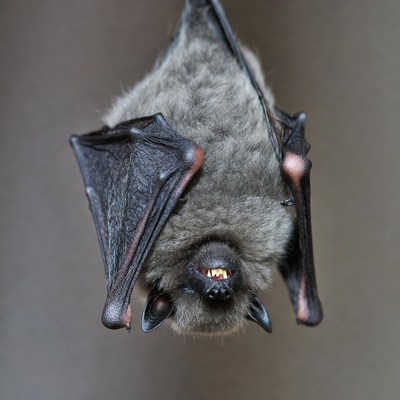 Bat hanging upside down close up