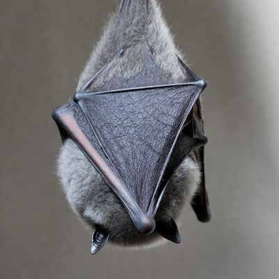 Bat hanging upside down in a cave
