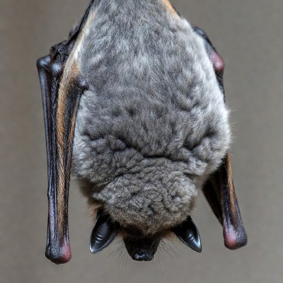 Bat hanging upside down indoors
