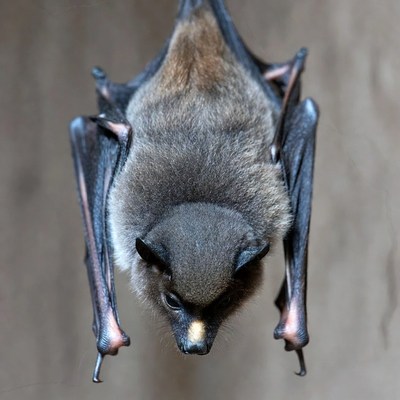 Bat hanging upside down in cave