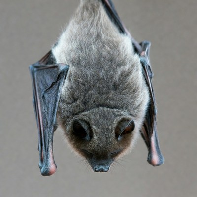 Bat hanging upside down in cave
