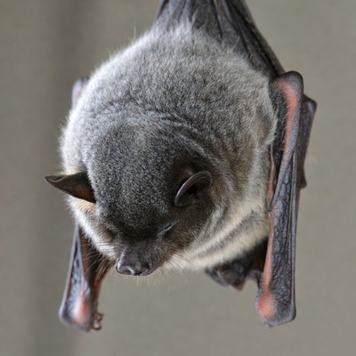 Bat hanging upside down