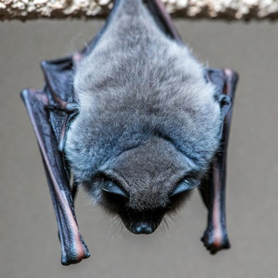 Bat hanging from a surface